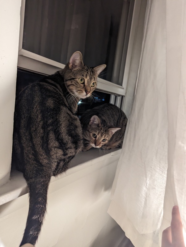 Late summer cats
