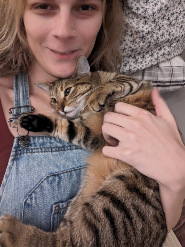 December cat cozy time