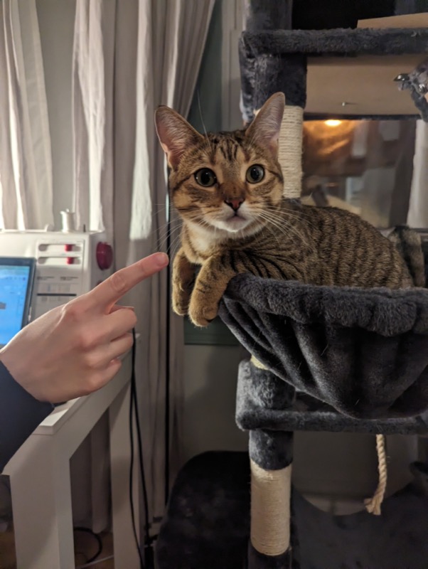 Winter cat moments