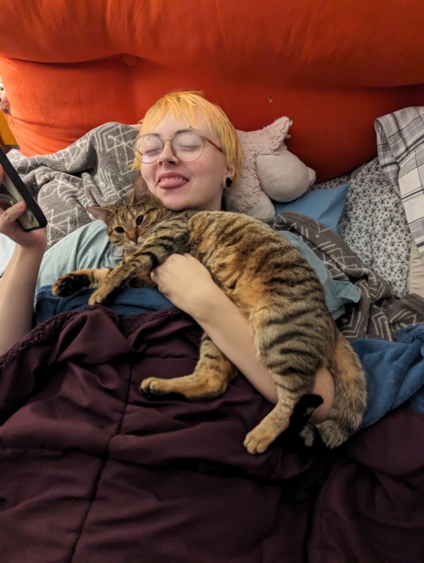 Holiday cats