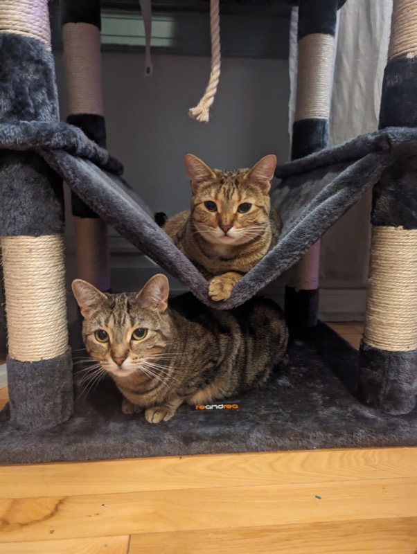 Spring cat fun