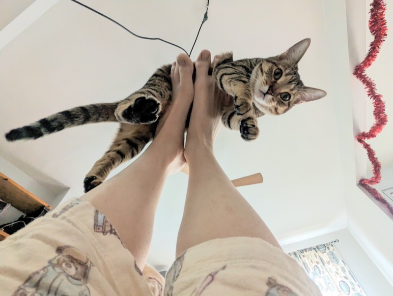 March cat memories