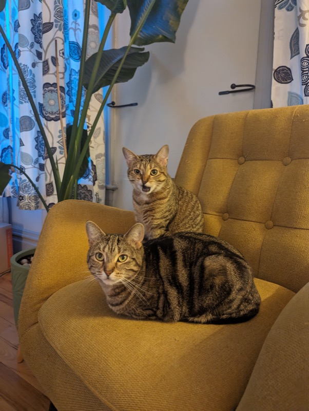 Evening cat time