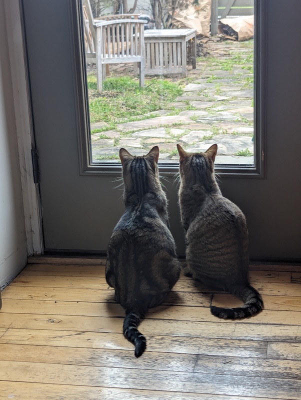 Cat adventures