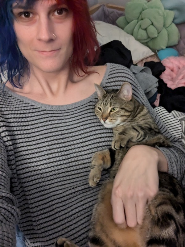 New Year's Eve cats