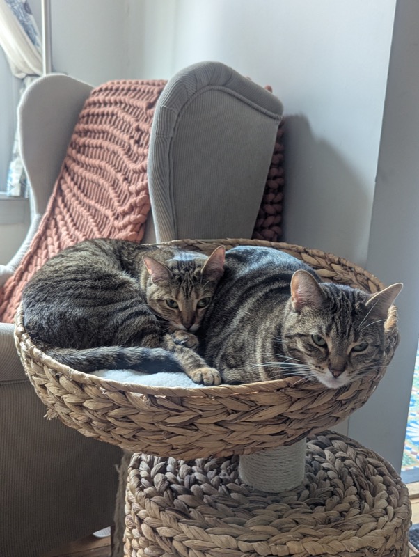 Evening with the cats