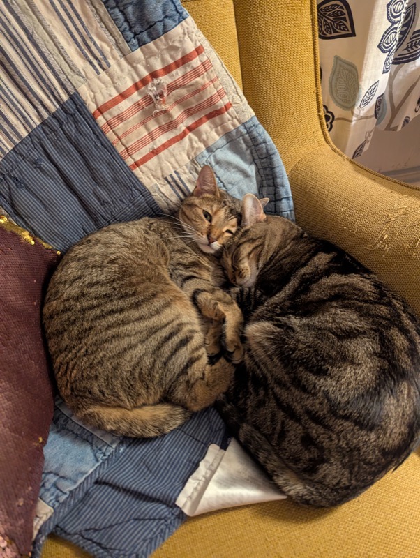 More cat cuteness