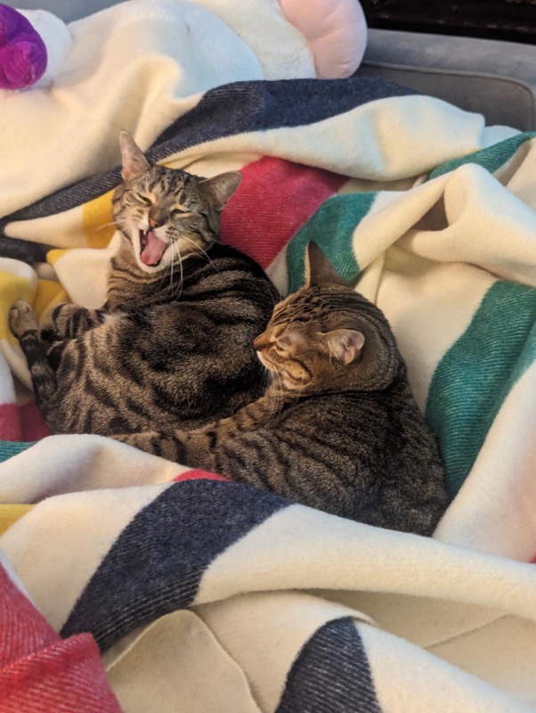 Special cat moment